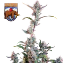 Alaskan Bananaberry | AUTOFEM | Seedsman - Freigestellt 2026-05-22