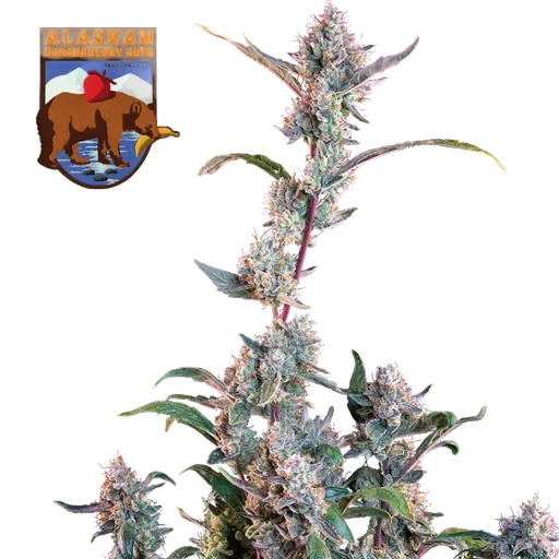 Alaskan Bananaberry | AUTOFEM | Seedsman - Freigestellt 2026-05-22