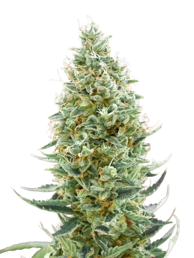 Amnesia | PHOTOFEM | Advanced Seeds - Freigestellt 2026-05-22
