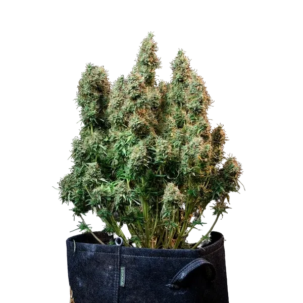 Amnesia Haze | AUTOFEM | Royal Queen Seeds - Freigestellt 2026-05-22