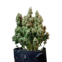 Amnesia Haze | AUTOFEM | Royal Queen Seeds - Freigestellt 2026-05-22
