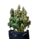 Amnesia Haze | AUTOFEM | Royal Queen Seeds - Freigestellt 2026-05-22