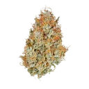 Amnesia Haze | AUTOFEM | Royal Queen Seeds - Freigestellt 2026-05-22