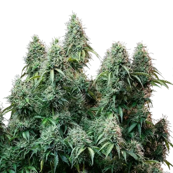 Amnesia Haze | AUTOFEM | Royal Queen Seeds - Freigestellt 2026-05-22