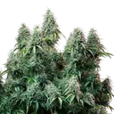 Amnesia Haze | AUTOFEM | Royal Queen Seeds - Freigestellt 2026-05-22