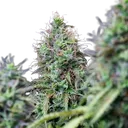 Amnesia Haze | AUTOFEM | Royal Queen Seeds - Freigestellt 2026-05-22