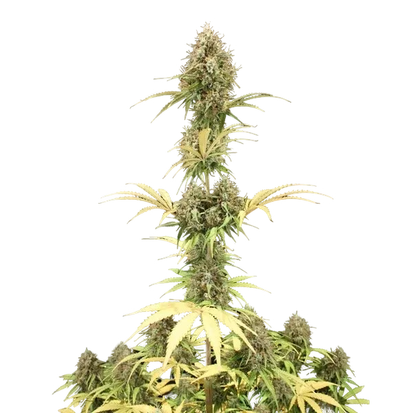 Amnesia Haze | AUTOFEM | Royal Queen Seeds - Freigestellt 2026-05-22