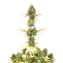 Amnesia Haze | AUTOFEM | Royal Queen Seeds - Freigestellt 2026-05-22