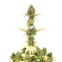 Amnesia Haze | AUTOFEM | Royal Queen Seeds - Freigestellt 2026-05-22