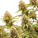 Amnesia Haze | AUTOFEM | Royal Queen Seeds - Freigestellt 2026-05-22