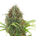 Amnesia Haze | AUTOFEM | Royal Queen Seeds - Freigestellt 2026-05-22