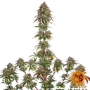 Amnesia Lemon | PHOTOFEM | Barneys Farm - Freigestellt 2026-05-22