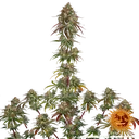 Amnesia Lemon | PHOTOFEM | Barneys Farm - Freigestellt 2026-05-22