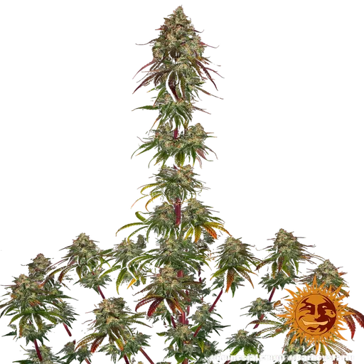 Amnesia Lemon | PHOTOFEM | Barneys Farm - Freigestellt 2026-05-22