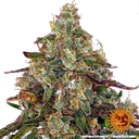 Amnesia Lemon | PHOTOFEM | Barneys Farm - Freigestellt 2026-05-22