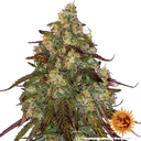Amnesia Lemon | PHOTOFEM | Barneys Farm - Freigestellt 2026-05-22