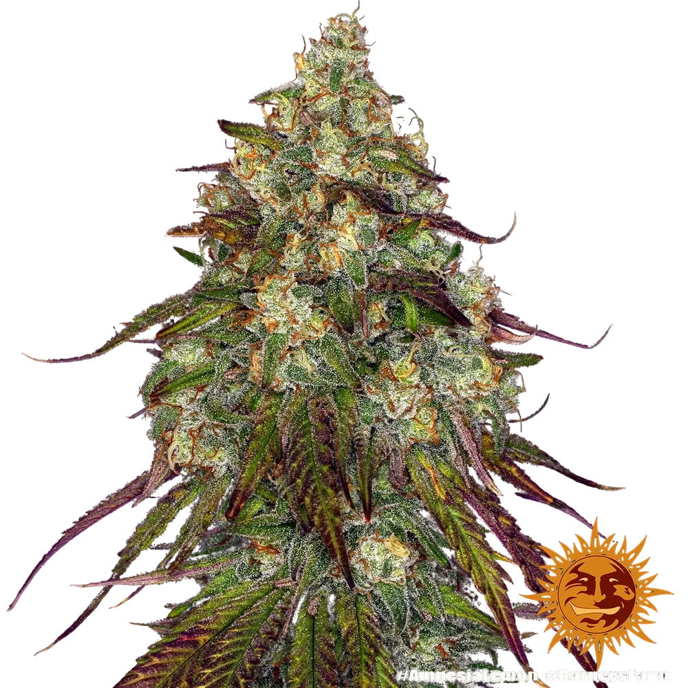 Amnesia Lemon | PHOTOFEM | Barneys Farm - Freigestellt 2026-05-22