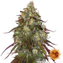 Amnesia Lemon | PHOTOFEM | Barneys Farm - Freigestellt 2026-05-22