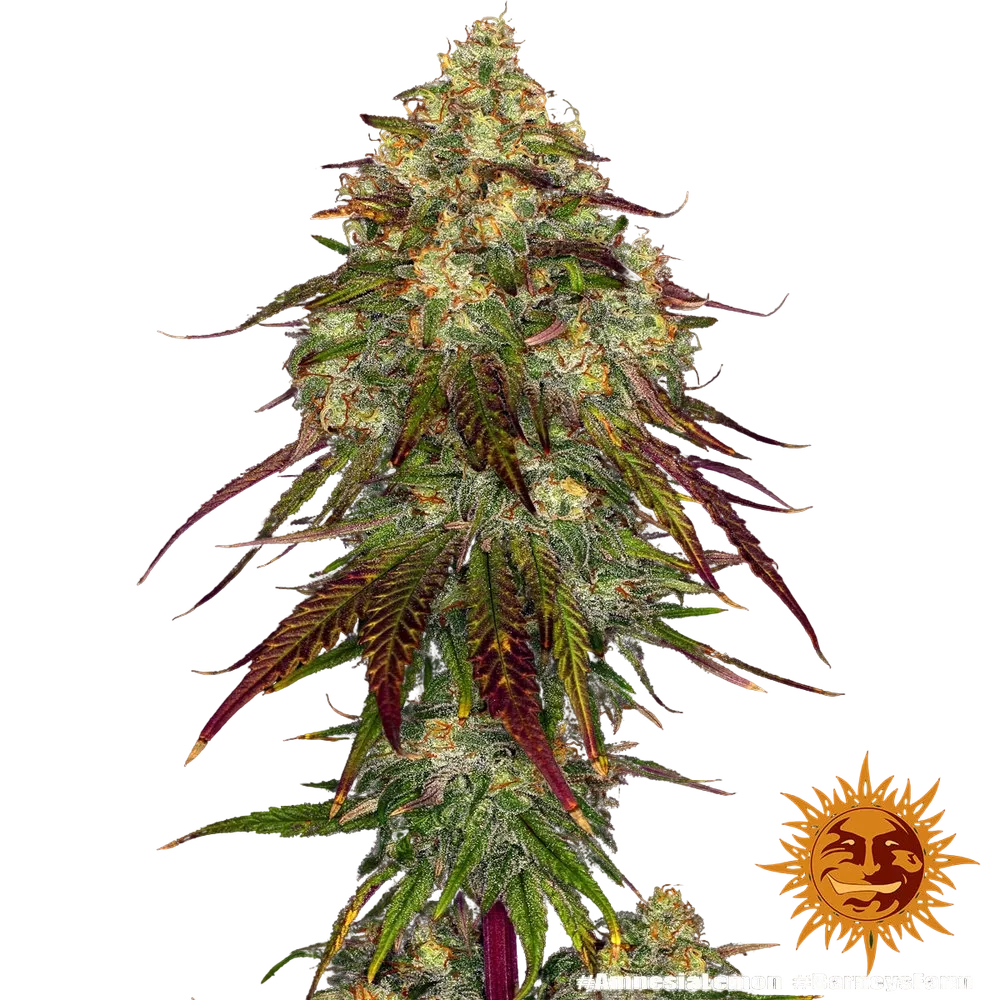 Amnesia Lemon | PHOTOFEM | Barneys Farm - Freigestellt 2026-05-22