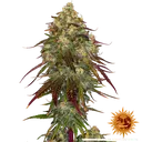 Amnesia Lemon | PHOTOFEM | Barneys Farm - Freigestellt 2026-05-22