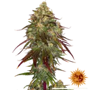Amnesia Lemon | PHOTOFEM | Barneys Farm - Freigestellt 2026-05-22