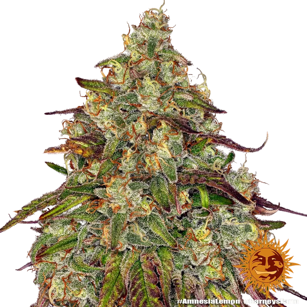 Amnesia Lemon | PHOTOFEM | Barneys Farm - Freigestellt 2026-05-22