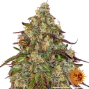 Amnesia Lemon | PHOTOFEM | Barneys Farm - Freigestellt 2026-05-22