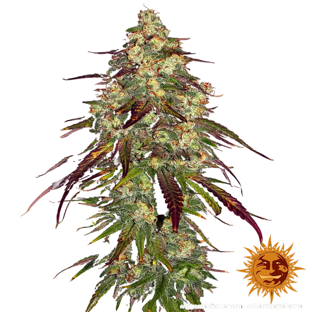 Amnesia Lemon | PHOTOFEM | Barneys Farm - Freigestellt 2026-05-22