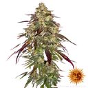 Amnesia Lemon | PHOTOFEM | Barneys Farm - Freigestellt 2026-05-22
