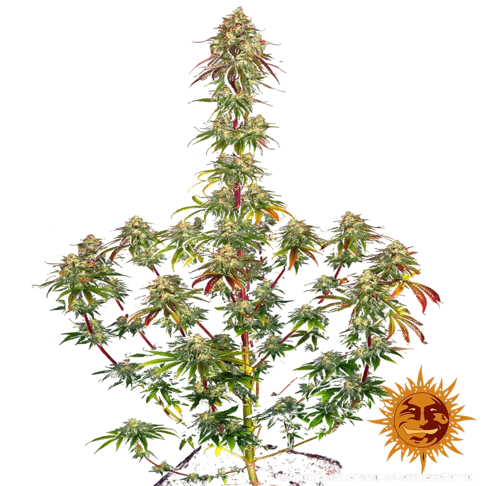 Amnesia Lemon | PHOTOFEM | Barneys Farm - Freigestellt 2026-05-22