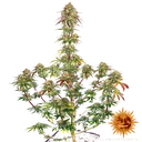Amnesia Lemon | PHOTOFEM | Barneys Farm - Freigestellt 2026-05-22