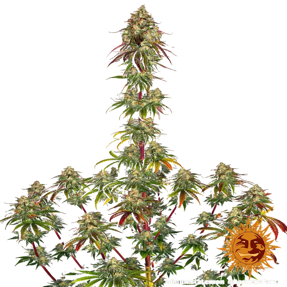 Amnesia Lemon | PHOTOFEM | Barneys Farm - Freigestellt 2026-05-22