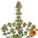 Amnesia Lemon | PHOTOFEM | Barneys Farm - Freigestellt 2026-05-22