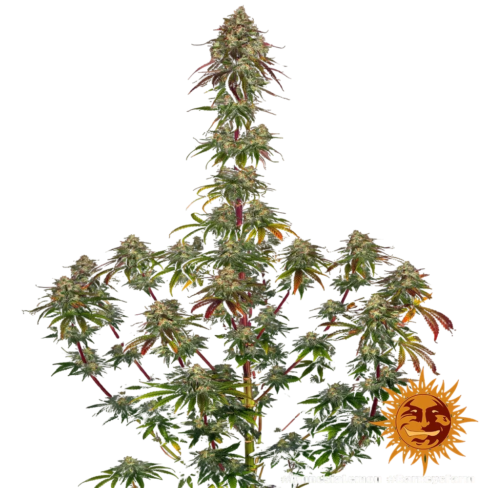 Amnesia Lemon | PHOTOFEM | Barneys Farm - Freigestellt 2026-05-22