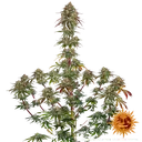 Amnesia Lemon | PHOTOFEM | Barneys Farm - Freigestellt 2026-05-22