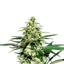 Amnesi - K Lemon | PHOTOFEM | Kannabia Seeds - Freigestellt 2026-05-22