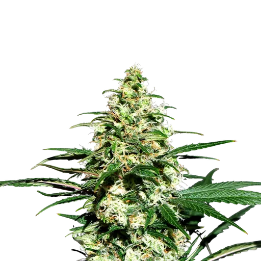 Amnesi - K Lemon | PHOTOFEM | Kannabia Seeds - Freigestellt 2026-05-22