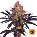 Ayahuasca Purple | PHOTOFEM | Barneys Farm - Freigestellt 2026-05-22