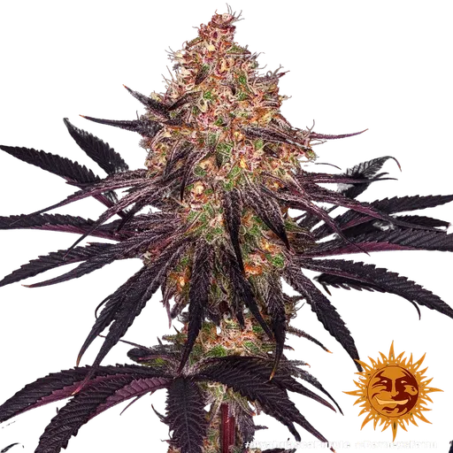 Ayahuasca Purple | PHOTOFEM | Barneys Farm - Freigestellt 2026-05-22