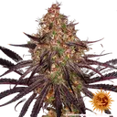 Ayahuasca Purple | PHOTOFEM | Barneys Farm - Freigestellt 2026-05-22