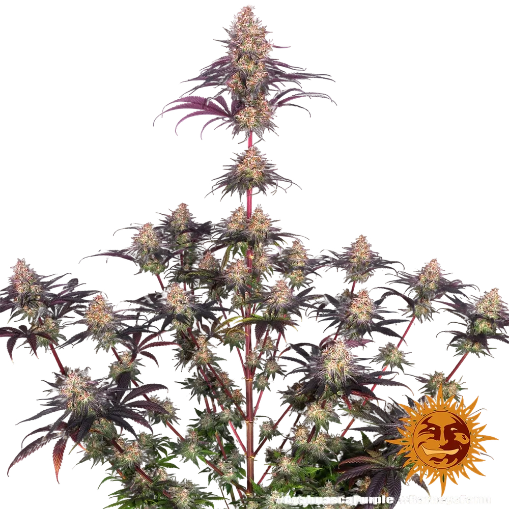 Ayahuasca Purple | PHOTOFEM | Barneys Farm - Freigestellt 2026-05-22