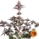 Ayahuasca Purple | PHOTOFEM | Barneys Farm - Freigestellt 2026-05-22