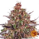Ayahuasca Purple | PHOTOFEM | Barneys Farm - Freigestellt 2026-05-22