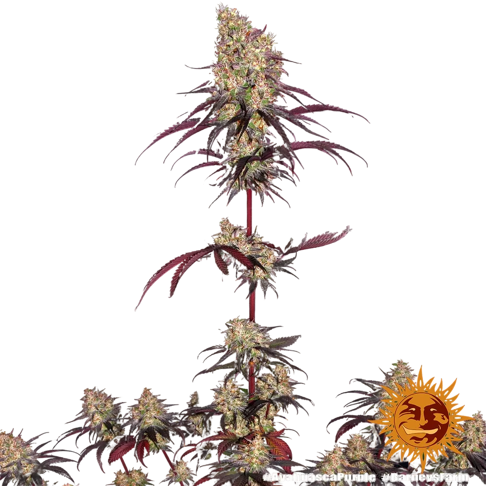 Ayahuasca Purple | PHOTOFEM | Barneys Farm - Freigestellt 2026-05-22