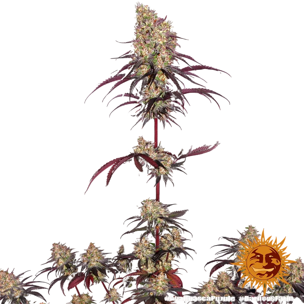 Ayahuasca Purple | PHOTOFEM | Barneys Farm - Freigestellt 2026-05-22