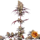 Ayahuasca Purple | PHOTOFEM | Barneys Farm - Freigestellt 2026-05-22