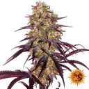 Ayahuasca Purple | PHOTOFEM | Barneys Farm - Freigestellt 2026-05-22