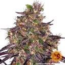 Ayahuasca Purple | PHOTOFEM | Barneys Farm - Freigestellt 2026-05-22