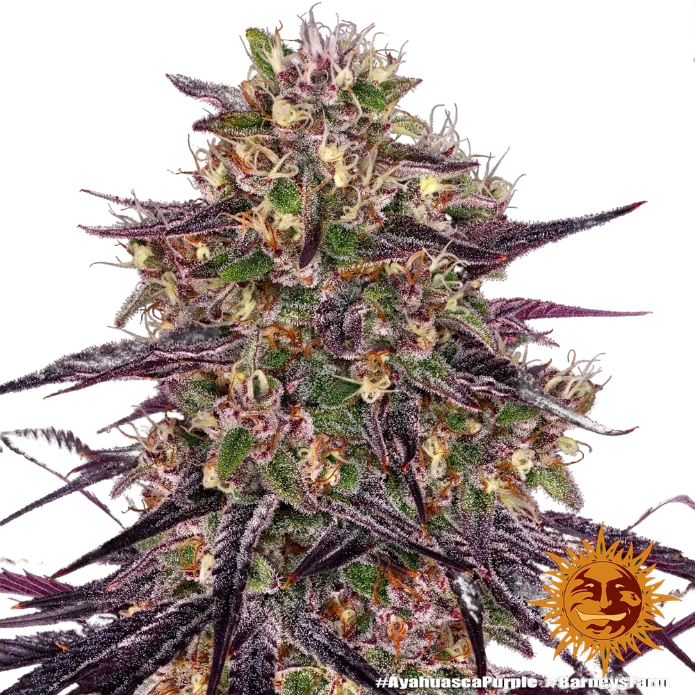 Ayahuasca Purple | PHOTOFEM | Barneys Farm - Freigestellt 2026-05-22