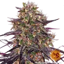 Ayahuasca Purple | PHOTOFEM | Barneys Farm - Freigestellt 2026-05-22